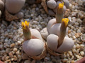 lithops ruschiorum c241 01