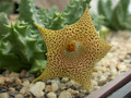 huernia hallii03