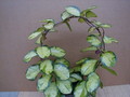 hoya australis lisa plant
