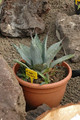 agave applanata