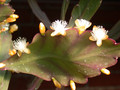 rhipsalis pachyptera 10