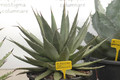 agave horrida perotensis 01