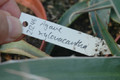 agave xylonacantha 8464