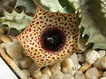 huernia kirkii zander 01
