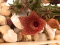 huernia whitesloanea es2321 02