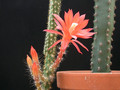 aporocactus martianus 03