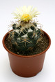 Coryphantha connivens