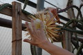 selenicereus grandiflorus aufbluehen 1441