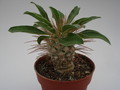 pachypodium namaquanum 748