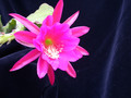 eh madame de laet 7760 14