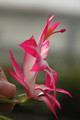 schlumbergera bristol rose 8270