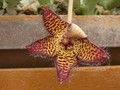 stapelia nonhysii 01