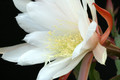 eh maienfrische 428 4704