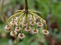 hoya macrantha 01