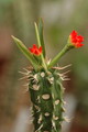 euphorbia vigueri 1076 sm