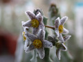 caralluma europeana