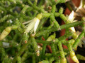 rhipsalis ceruscula1 5