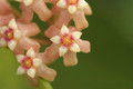 hoya sp bogar 05