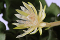 epiphyllum guatemalense monstrosa 111