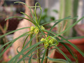 euphorbia hetiothoides1