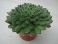 echeveria setosa 8323