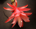 aporocactus tempelfire 0003