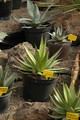 agave impressa