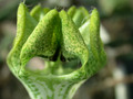 ceropegia hybride mars 03