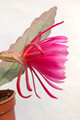 eh epiphyllum society of america 146 04