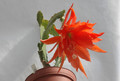 eh clementine 5672 02