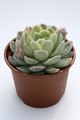 echeveria aff chihuahuensis 7939