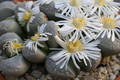 lithops marmorata c305 0219