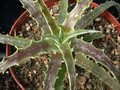 hechtia san mateo penasco 01