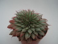 graptoveria silver star 8381