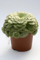 aeonium tabuliforme naturhybride 8001