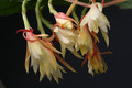 eh floribundum hbg58296 1696