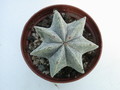 astrophytum myriostigma vielrippig 8340