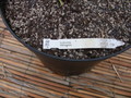euphorbia stenoclada 1311
