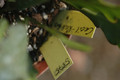 eh cecil cactus 5575 13