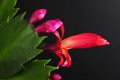 schlumbergera red flame 001