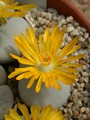 lithops pseudotruncatella groendrayerensis c244 02