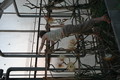 selenicereus grandiflorus aufbluehen 1444