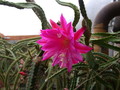 aporocactus fliedery paetz 5272