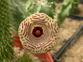 huernia thuretii d1449 01