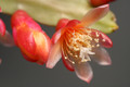 pfeiffera boliviana 0135