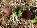 huernia keniensis kleinbl zacher 06