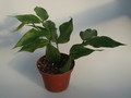 hoya polyneura ipps0153 5014