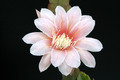 eh sakurahime 8902 5131