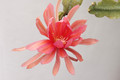 eh royal rose 8890 01