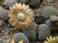 lithops verruculosa2